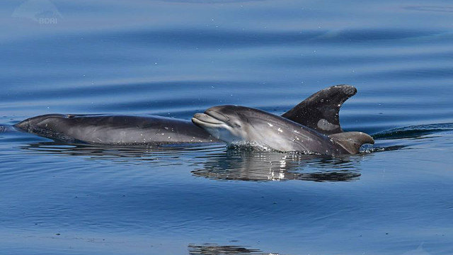 El pequeño delfín, junto a su madre. BDRI