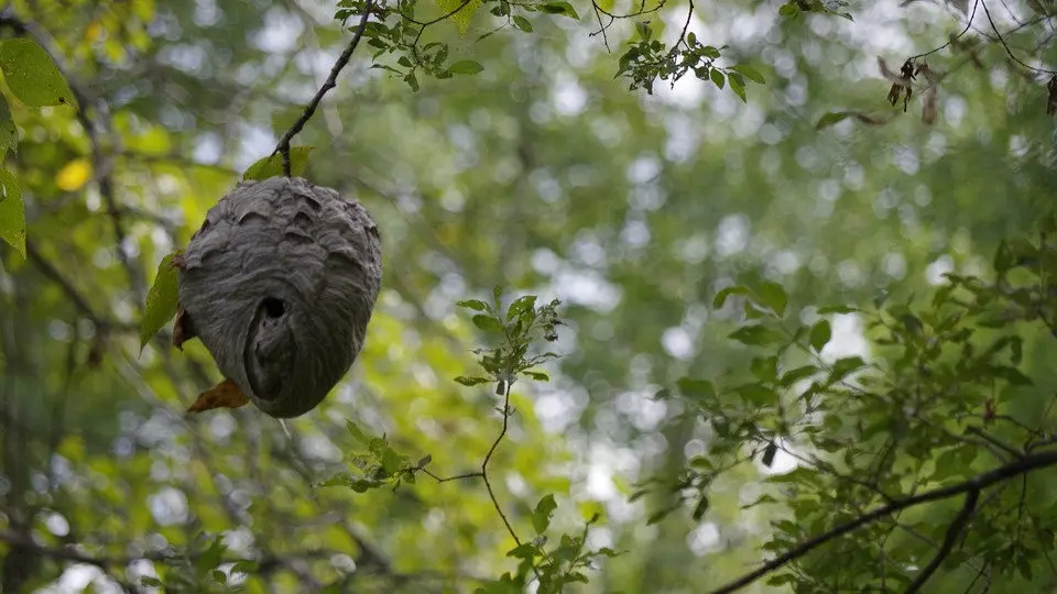 Un nido de avispas