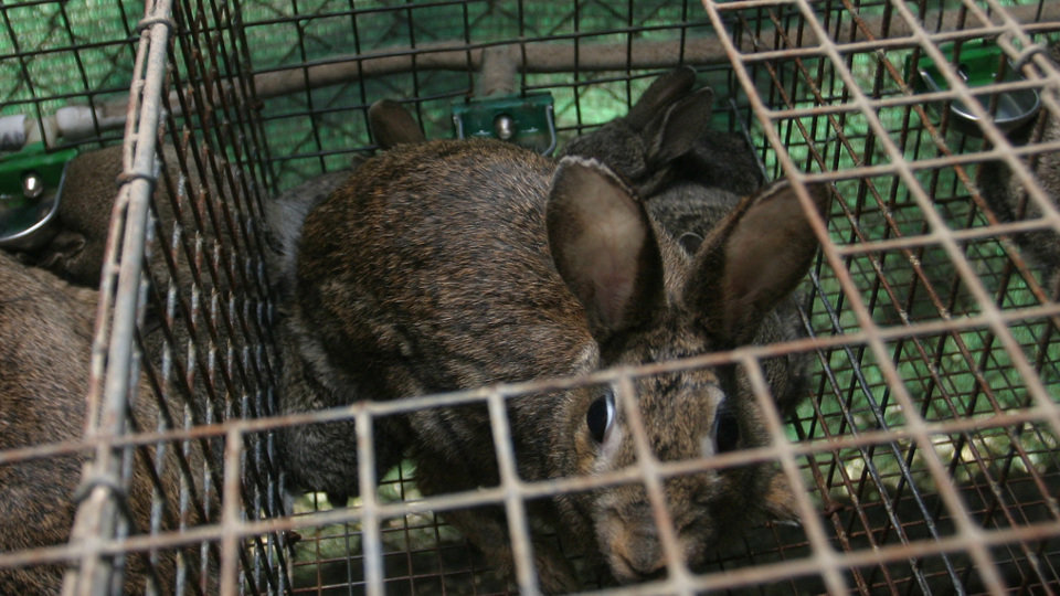 Granja de conejos. DAVID FREIRE (ADP)
