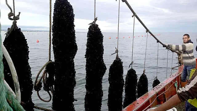 El sector del mejillón aporta la mayor parte de la producción de la acuicultura en Galicia. EP