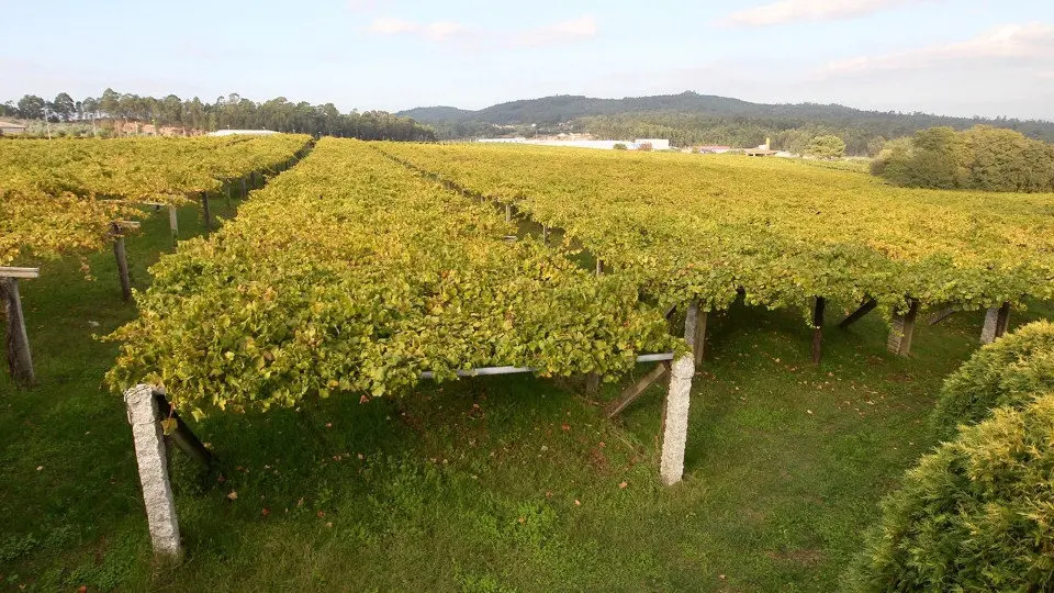 Viñedo en Rías Baixas. DP
