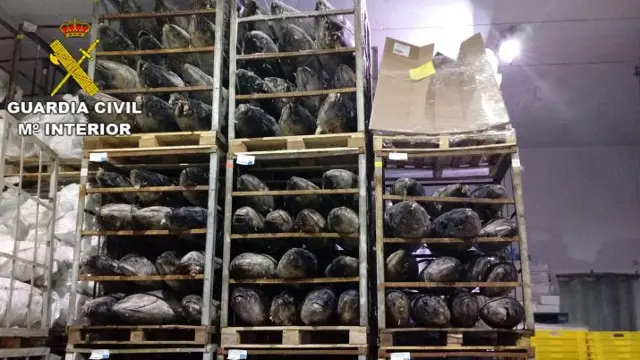 Una parte de los atunes incautados. GUARDIA CIVIL