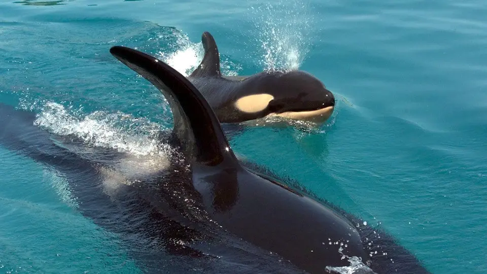 Una pequeña orca. EP