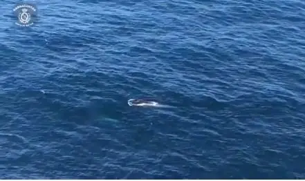 Una ballena con su cría frente a la costa de Corrubedo. EP
