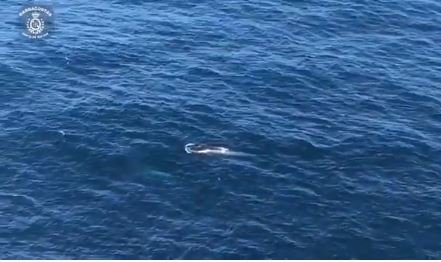 Una ballena con su cría frente a la costa de Corrubedo. EP