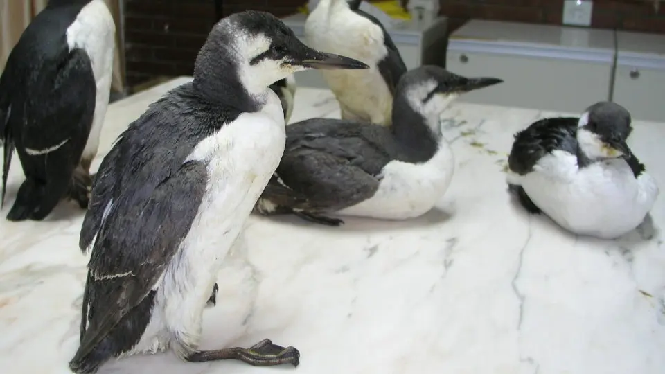 Ejemplares de arao. AEP