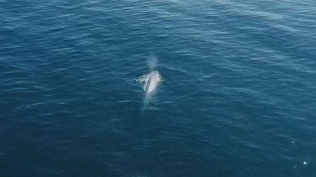 La ballena avistada cerca de las Cíes. BDRI