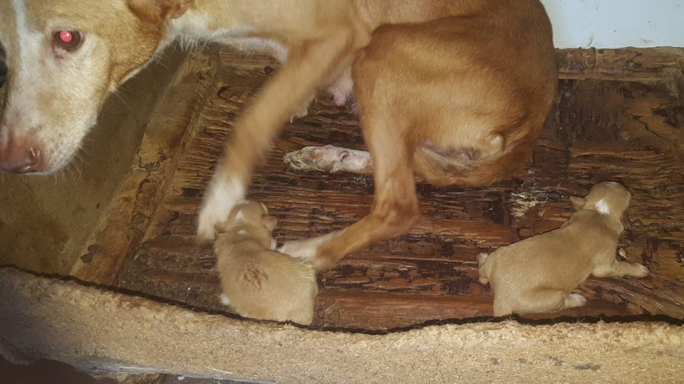 La madre de los cachorros encontrados en un contenedor en Vigo. POLICÍA LOCAL DE VIGO