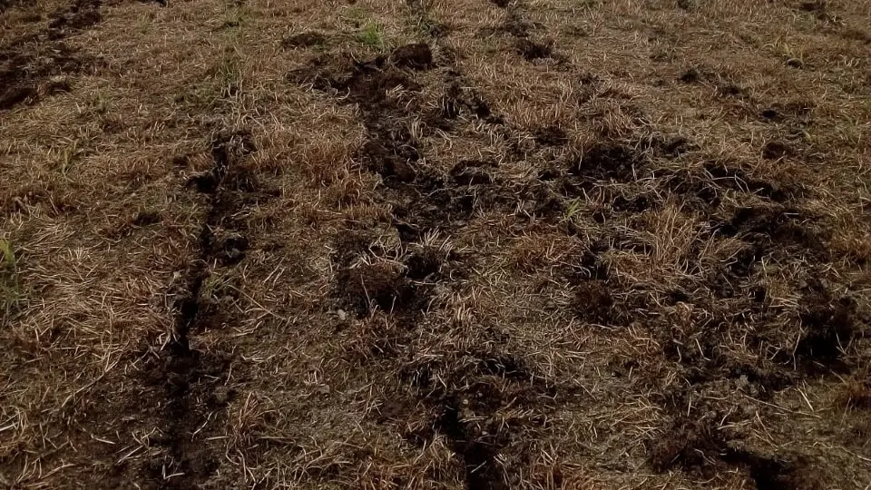 Destrozos ocasionados por el jabalí en una finca. ARCHIVO