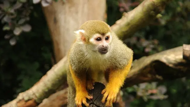 Mono ardilla. INTERNET