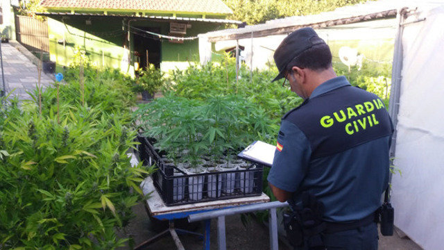 Plantación de marihuana en Gondomar. GARDA CIVIL