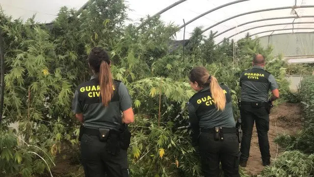 Vista de la plantaci&oacute;n de marihuana de Cambados. GUARDIA CIVIL