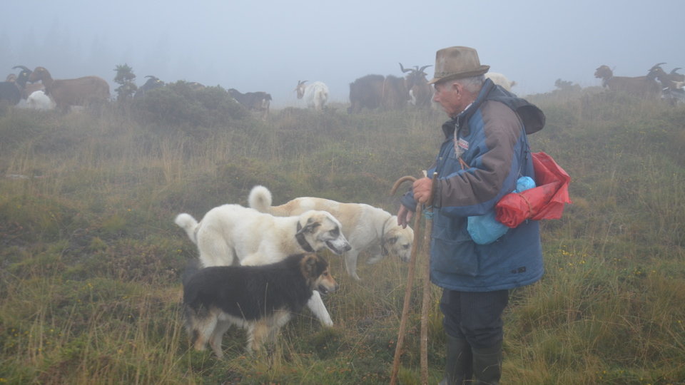 Daniel reunindo o seu rabaño cos tres cans que o coidan, baixo a néboa. XAVIER LOMBARDERO