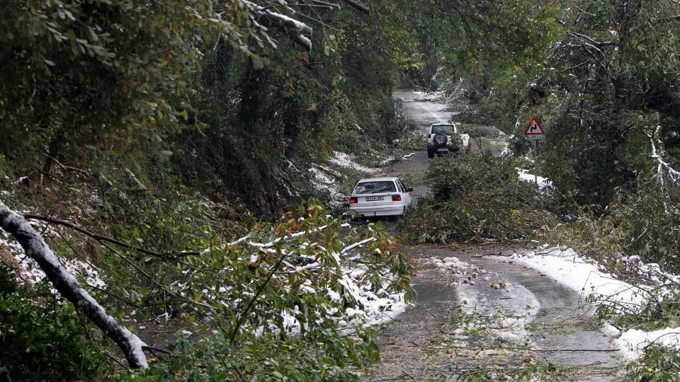 Ramas caídas sobre la carretera en Baralla. XESÚS PONTE