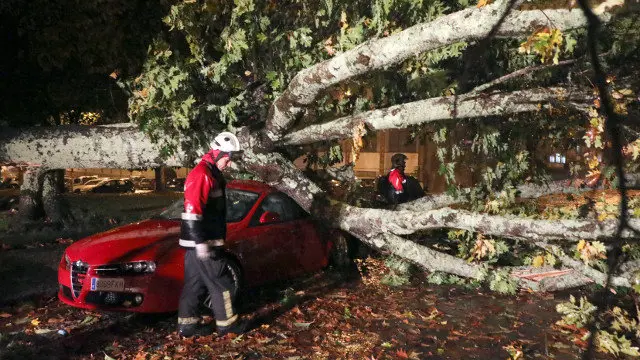 Os bombeiros de Santiago retiran unha árbore que caeu sobre varios coches no Campus Sur. XOÁN REY (EFE)