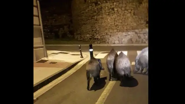 Xabarís xunto á muralla lucense. EP