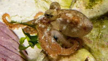 Imagen de uno de los pulpos. IEO VIGO