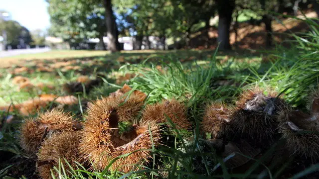 Varios castaños. SEBAS SENANDE