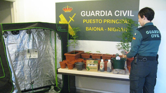 Plantas de marihuana e invernadoiro incautados en Baiona. GARDA CIVIL