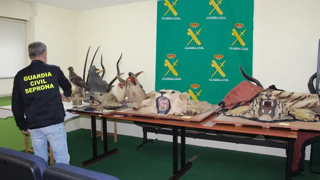 Cabezas de animais disecadas incautadas polos axentes. GARDA CIVIL