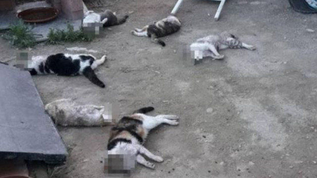 Algunos de los gatos muertos. EP