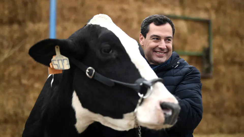Juanma Moreno junto a una vaca. EFE