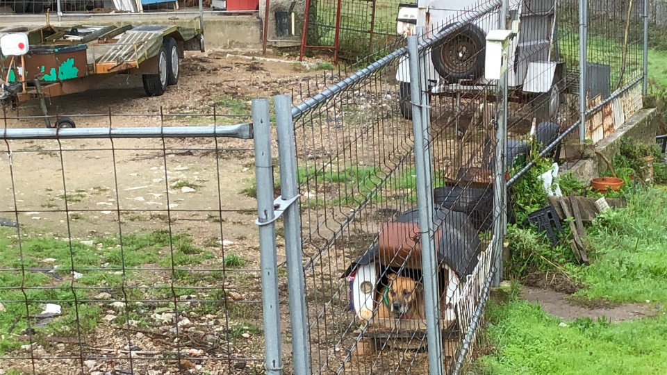 Uno de los perros encadenados en Barro.DP