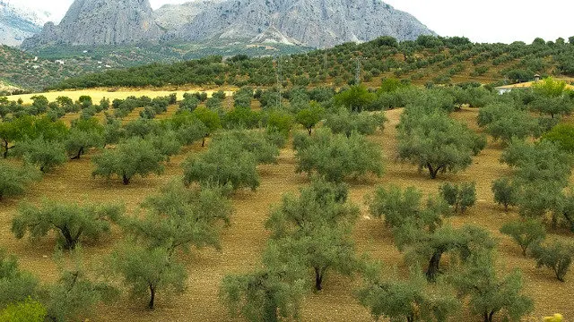 O mozo era obrigado a traballar máis de dez horas ao día no campo sen retribución. EP