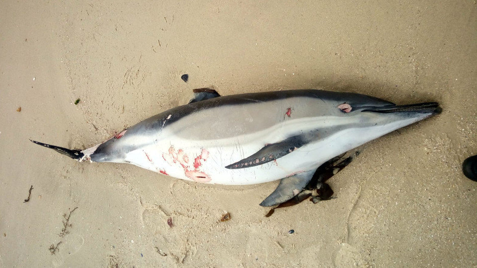 Delfín muerto en la playa de Os Olmos de Vigo. DP