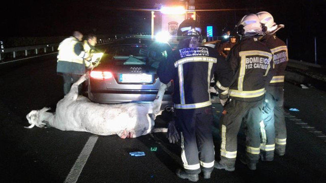Fallece un lucense de 54 años tras chocar su coche en la A-8 contra una vaca. EFE