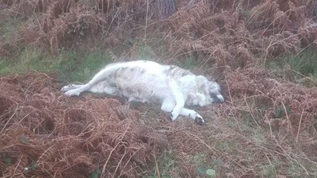 Encuentran muerta a una perra en Baiona. BAISENPULGAS