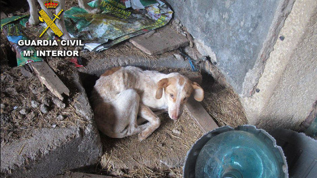 Una de las perras rescatadas en Silleda. DP
