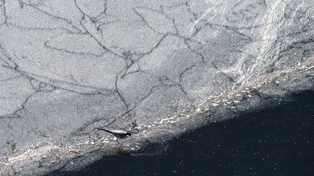Un pájaro sobre una placa de hielo en Montederramo. BRAIS LORENZO