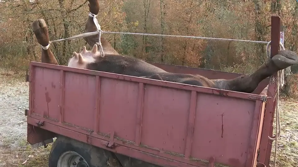 A vaca falecida en Nogueira de Ramuín a consecuencia do disparo dun rifle. TVG
