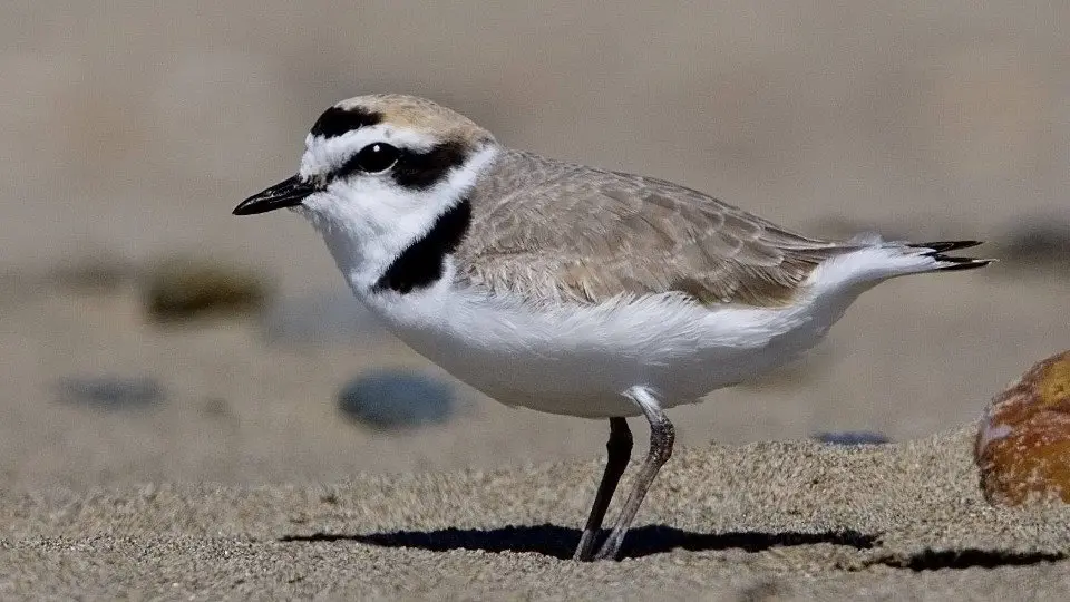 Ejemplar de chorlitejo patinegro o píllara das dunas. @ParqueNacionalIslasAtlanticasDeGalicia
