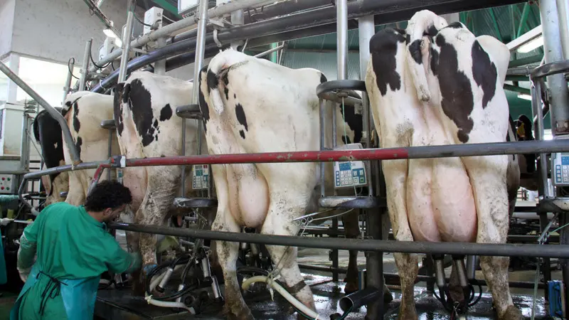 Una explotación láctea. AEP