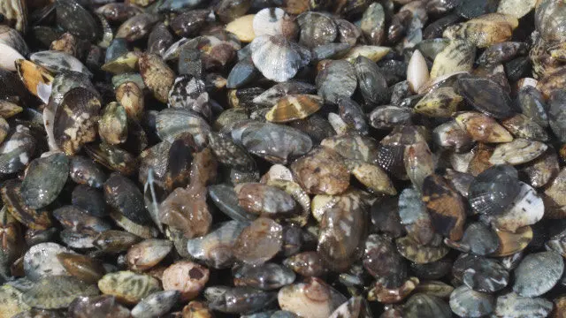 Ameixas. DAVID FREIRE