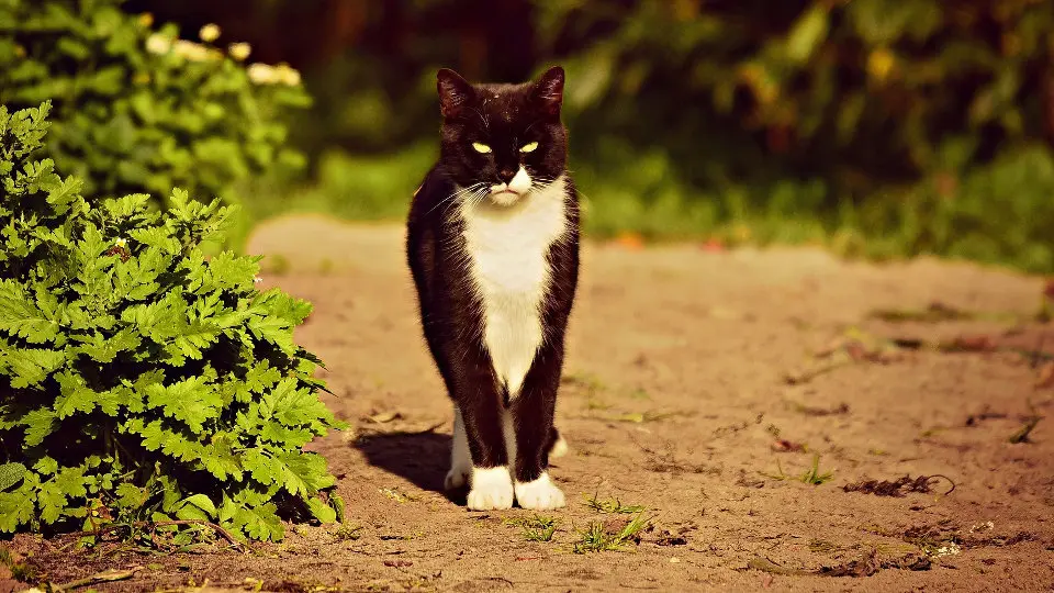 Un gato, como podría ser 'Mister Black'.EP