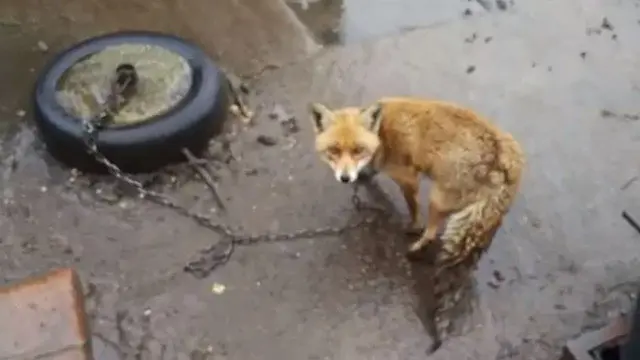 La zorra encadenada en Arteixo. SEPRONA
