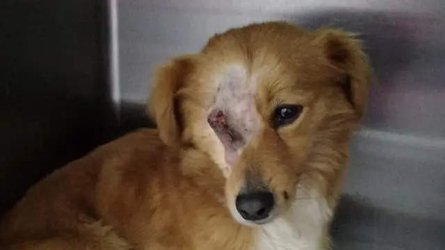 Imagen del perro que sufrió el deneznable acto. LIBERA