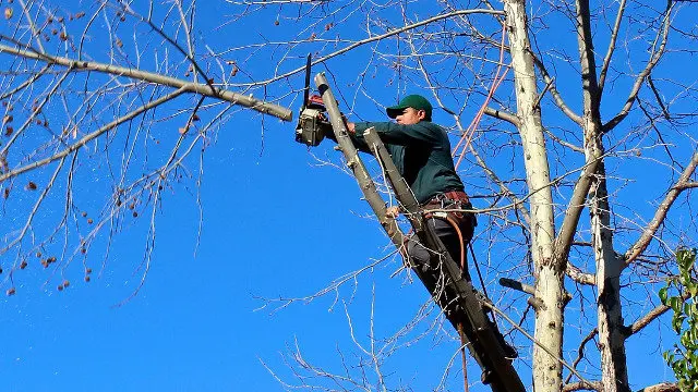 Imagen de archivo de un operarios durante una poda