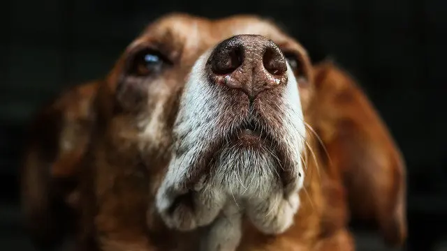 Imaxe de arquivo dun can