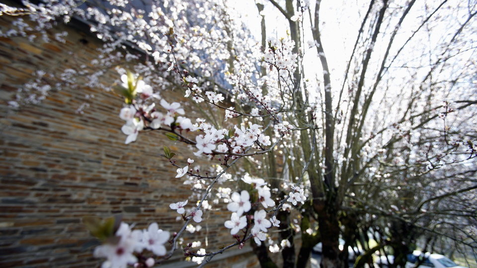 Flores de primavera en el Campus de Lugo. SEBAS SENANDE