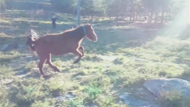 Captura do vídeo dun cabalo pexado nas patas dianteiras. TVG