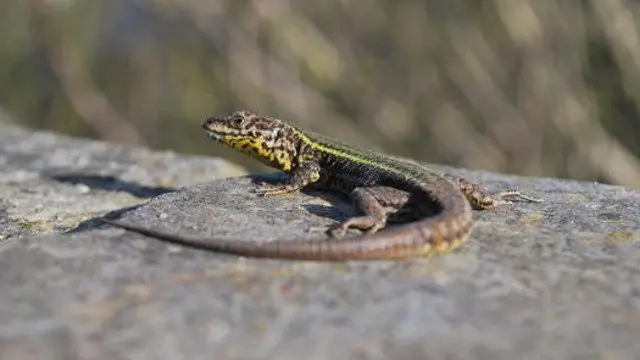 Una lagartija. AEP