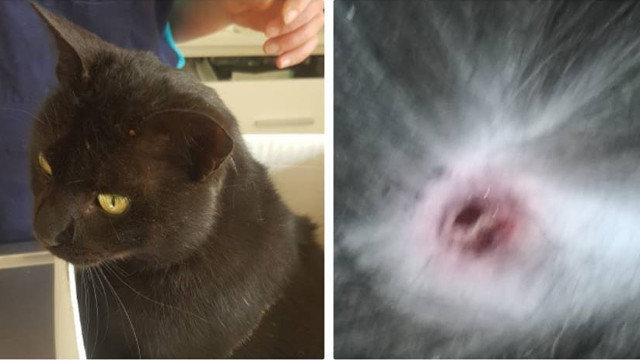 El gato que recibió un disparo en Vilagarcía. PROTECTORA DE ANIMALES DE VILAGARCÍA