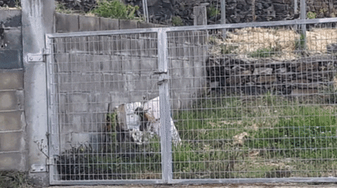 Rompieron con mazas y hachas las puertas de las intalaciones