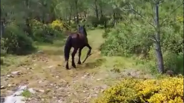 Caballo con cepo en Dodro-Rianxo. EP