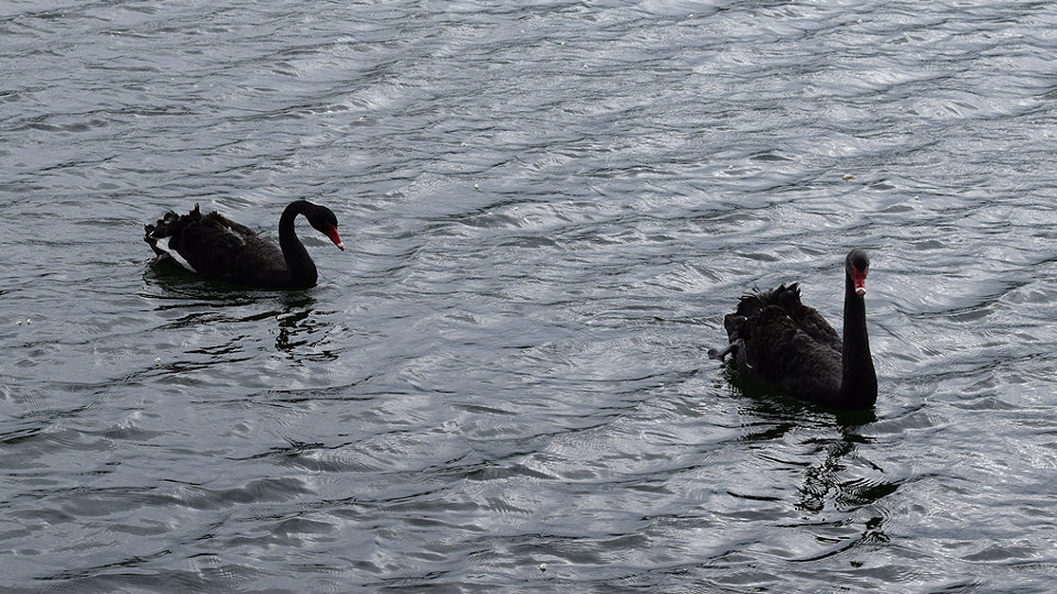 Cisnes negros en la laguna Mina Mercedes. DP