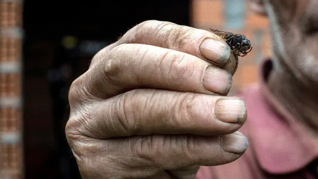 Una avispa velutina. ARCHIVO